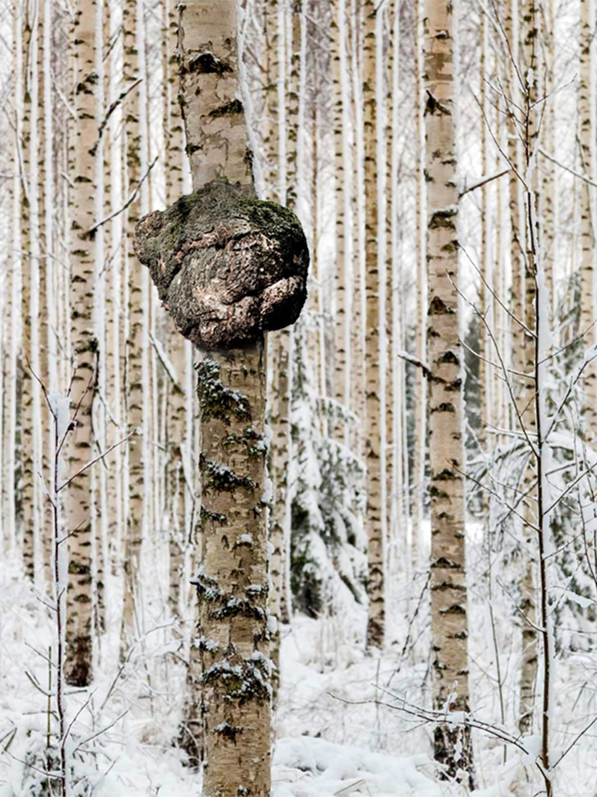 Galeriebild