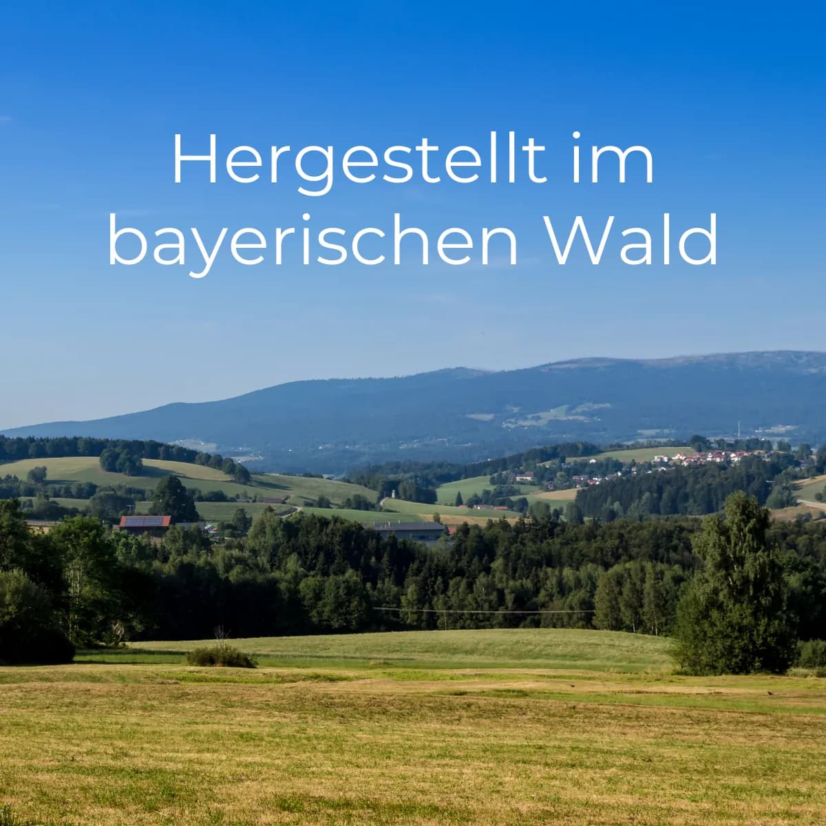 Galeriebild